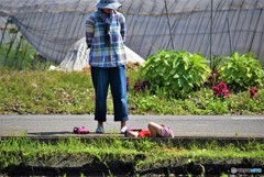 田んぼに入らず･･･