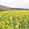 春の共演♪