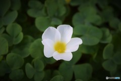 クローバーの花