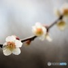 梅　うめ　ウメ♪