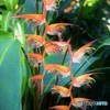 千羽鶴のように♪