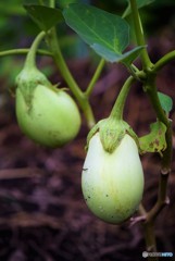 わが家の野菜たち　その３