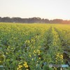 菜の花畑の朝♪