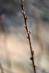 芽吹く