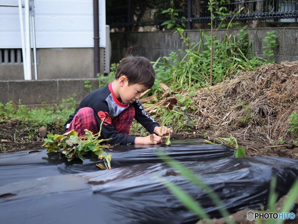 おいもを植えよう！