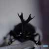 勝って兜の緒を閉めよ♪