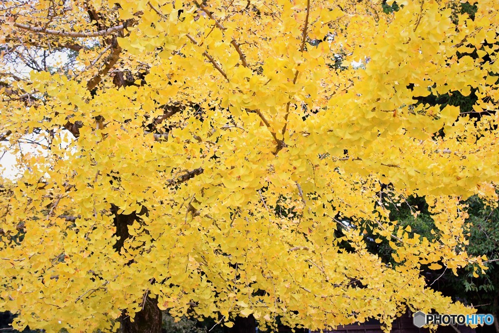 Autumn Yellow♪