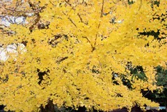 Autumn Yellow♪