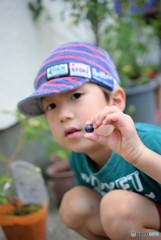 勝手にブールーベリー狩り♪