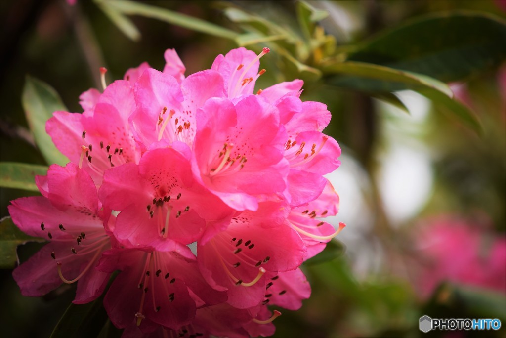 高嶺の花♪