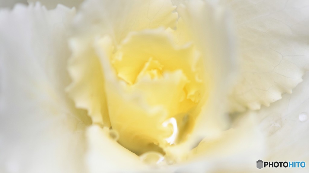 White  Kale