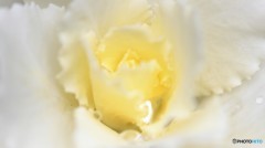 White  Kale