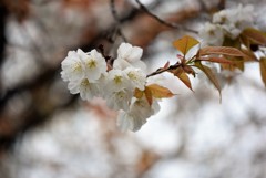 山桜♪