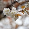 山桜♪