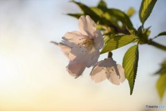朝日の桜♪
