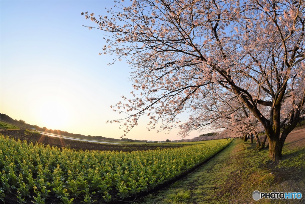 春の風景♪