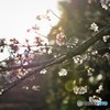 桜の咲くころ♪