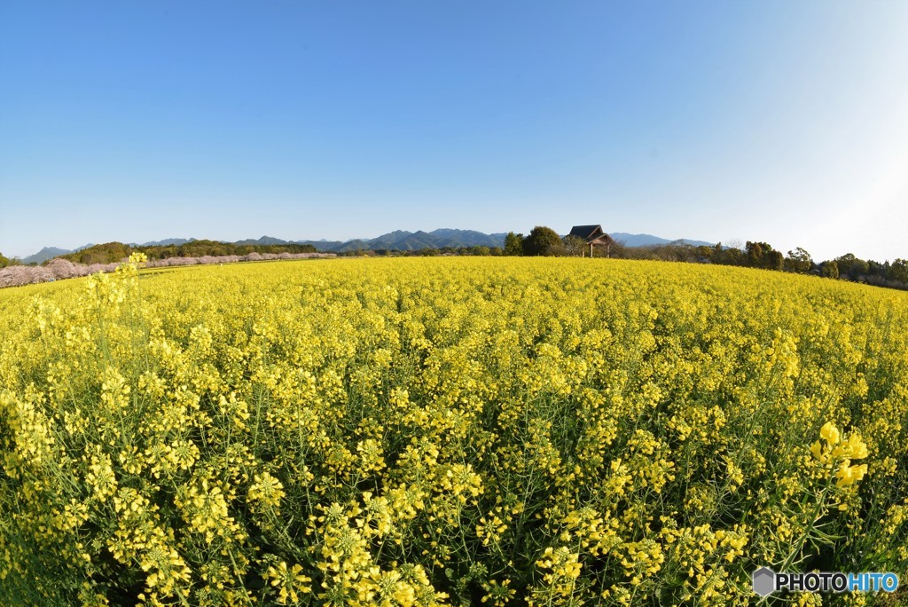 春の風景♪