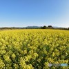 春の風景♪