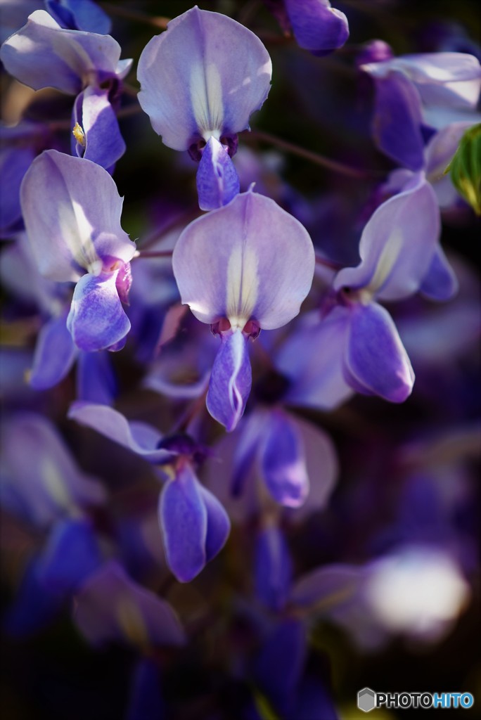 藤の花♪