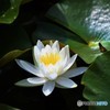 白い恋人♪