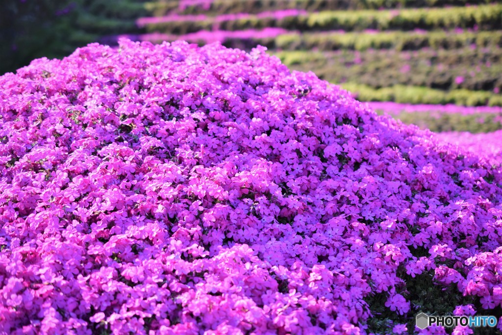 春の山♪