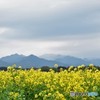 里山の春♪