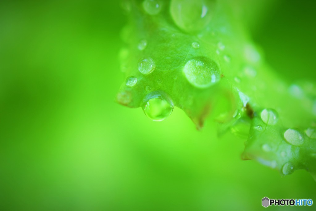 Green leaf and drop♪