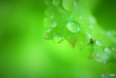 Green leaf and drop♪