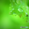 Green leaf and drop♪