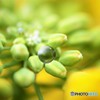 菜の花ドロップ♪