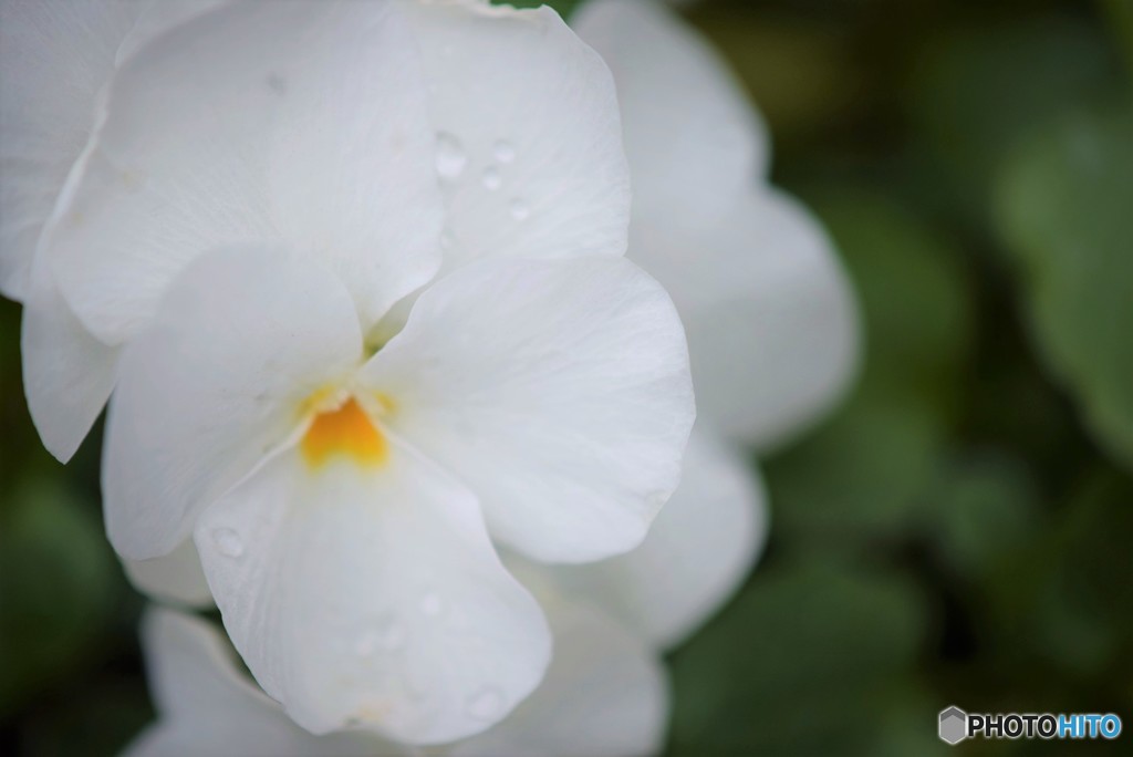 White pansy