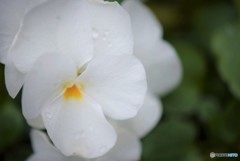 White pansy