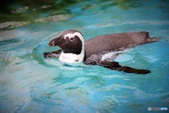 南国のペンギン