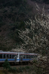 梅は咲いたか桜はまだかいな