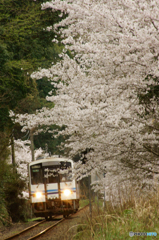 三江線桜の誘い