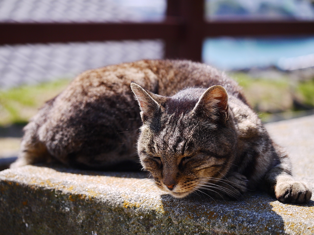 ひなたぼっこ