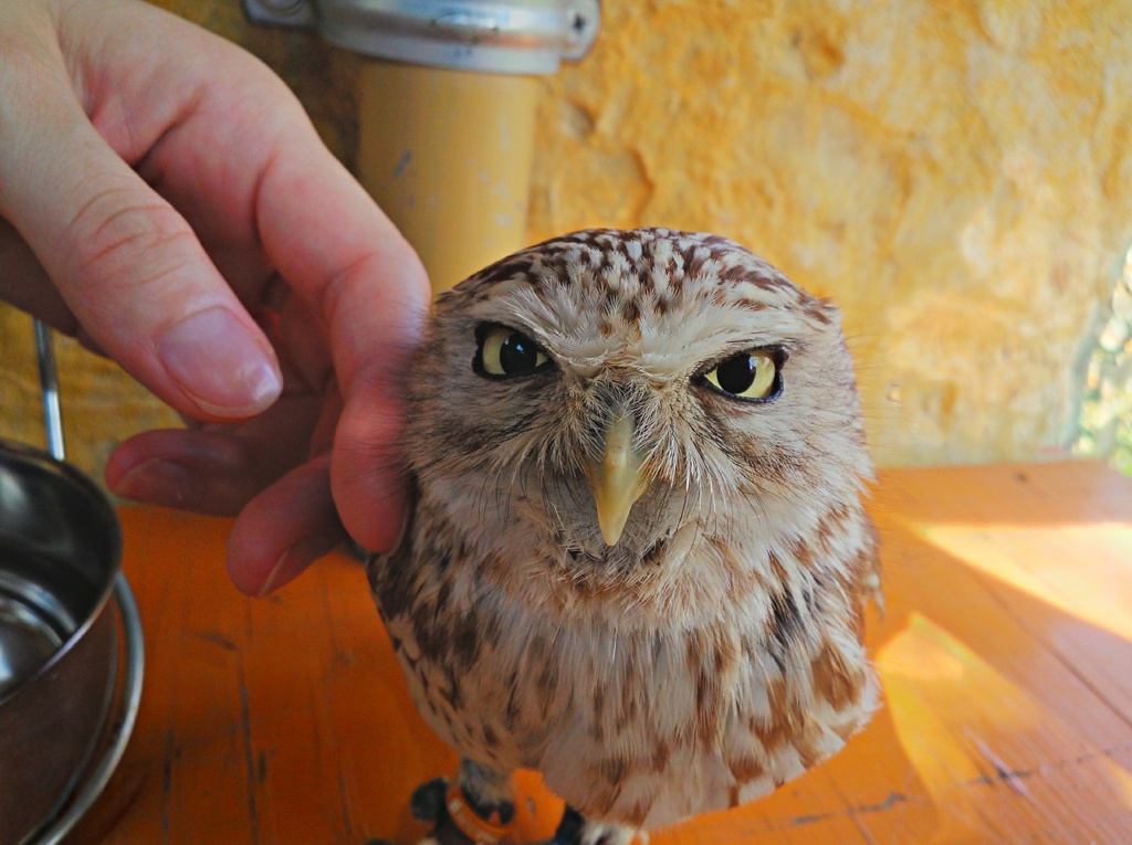 手乗らないフクロウ