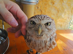 手乗らないフクロウ