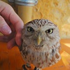 手乗らないフクロウ