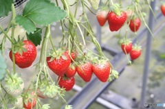 strawberry