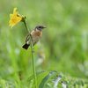 ノビタキ　エゾカンゾウに止まる。