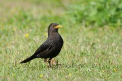 野鳥　クロウタドリ5