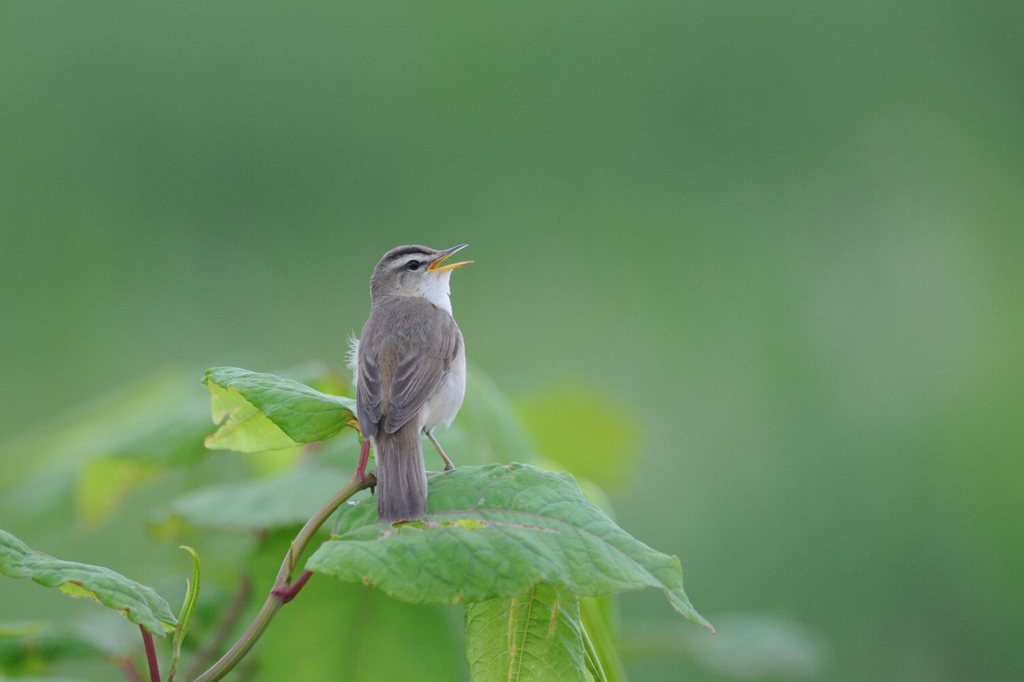 野鳥　コヨシキリ