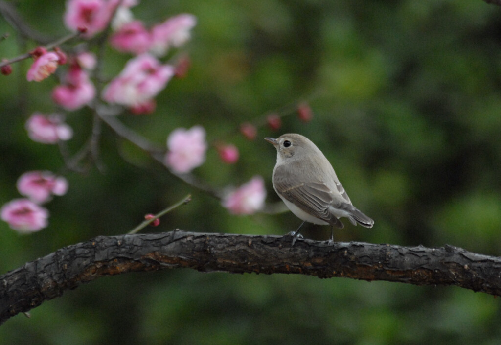 オジロビタキ