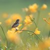 野鳥　ホオアカ　ニッコウキスゲに止まる