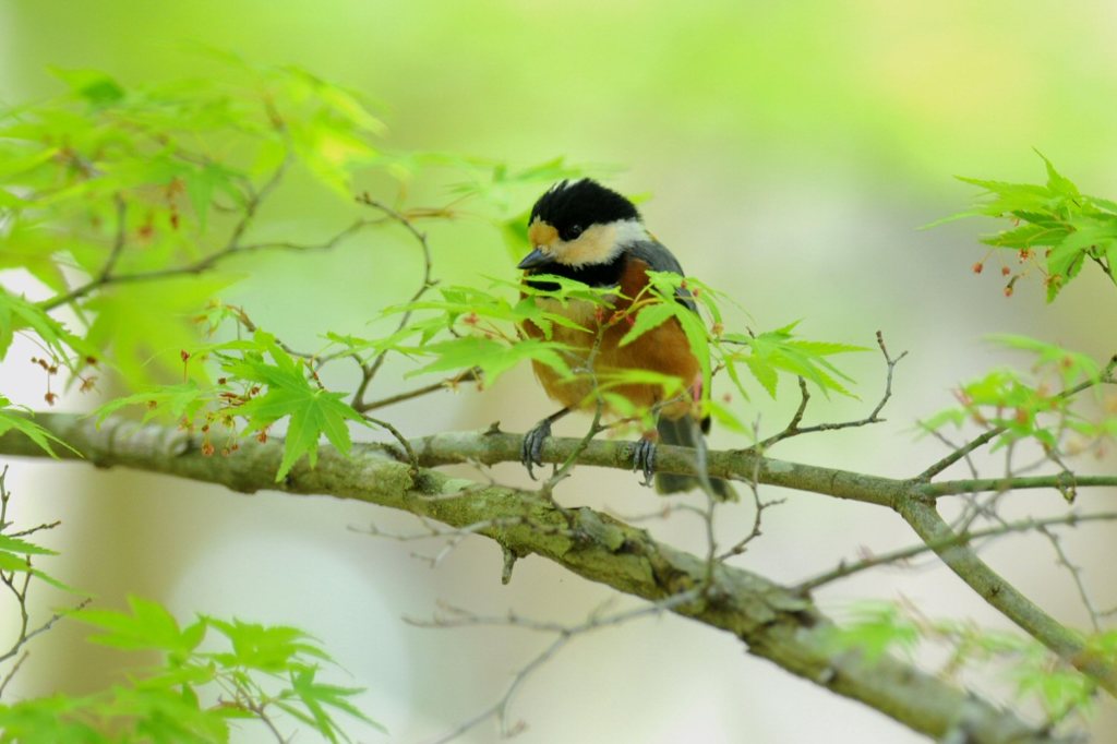 野鳥　ヤマガラ