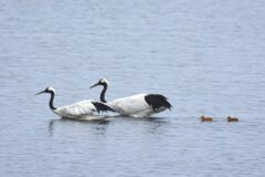 タンチョウ親子北海道