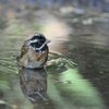 野鳥　シロハラホオジロ　水浴び