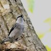 野鳥　リュウキュウサンショウクイ1